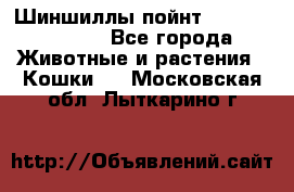 Шиншиллы пойнт ns1133,ny1133. - Все города Животные и растения » Кошки   . Московская обл.,Лыткарино г.